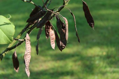 Cercis siliquastrum - zmarlika jidášova - plody (lusky)